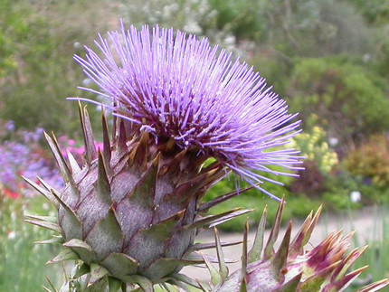 Artischocke - Cynara scolymus