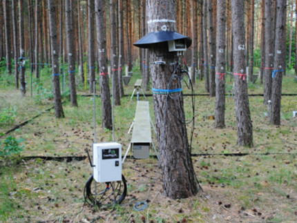 Twittering pine in the Thynen Institute near Eberswalde.