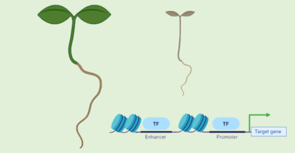 Living and dead seedlings and schematic of a plant promotor