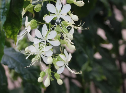 Wallichs Losbaum - Clerodendrum wallichii
