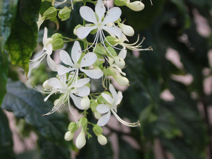 Wallichs Losbaum - Clerodendrum wallichii