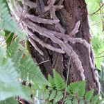 Griffiths Hasenpfotenfarn - Davallia griffithiana