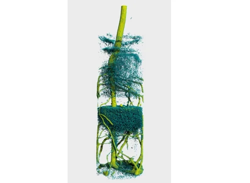 Lupine root system after injection of heavy water
