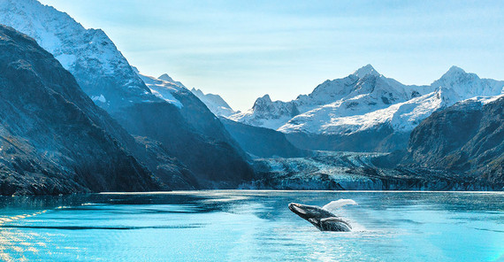 Alaska luxury cruise travel panoramic. Scenery landscape panorama with humpback whale composite breaching out of waters on glacier bay background