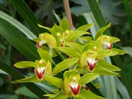 Cymbidium lowianum