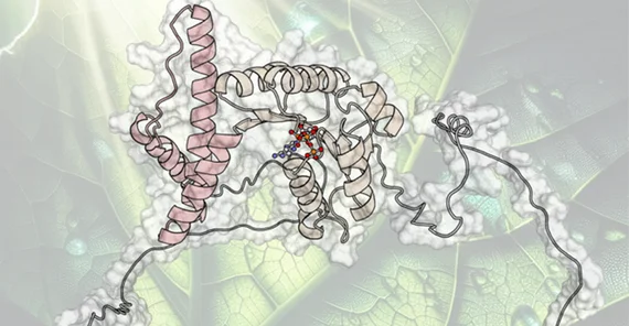 Computergenerierte Illustration eines Proteins