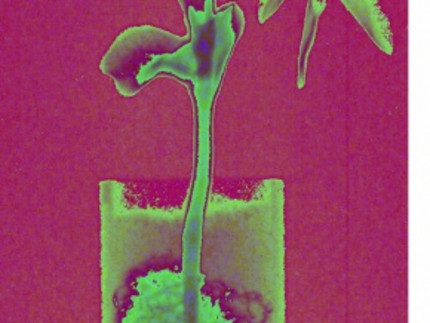 Visualization of root water uptake processes using the novel combination of magnet resonance imaging and neutron tomography