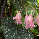 Blüten einer Begonia-Hybride
