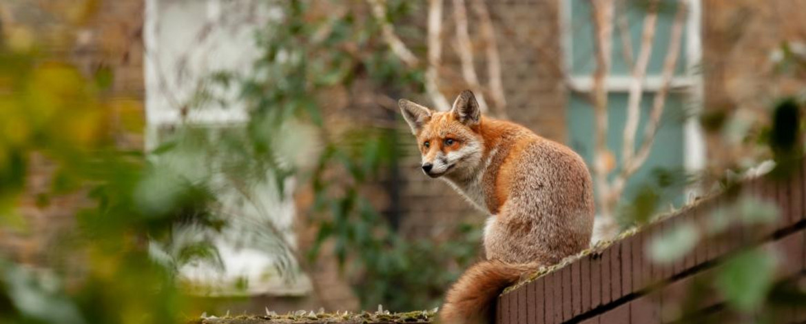 The picture shows a fox in the city. - Open URL