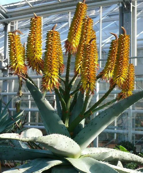 Hybrid-Berg-Aloe - Aloe marlothii