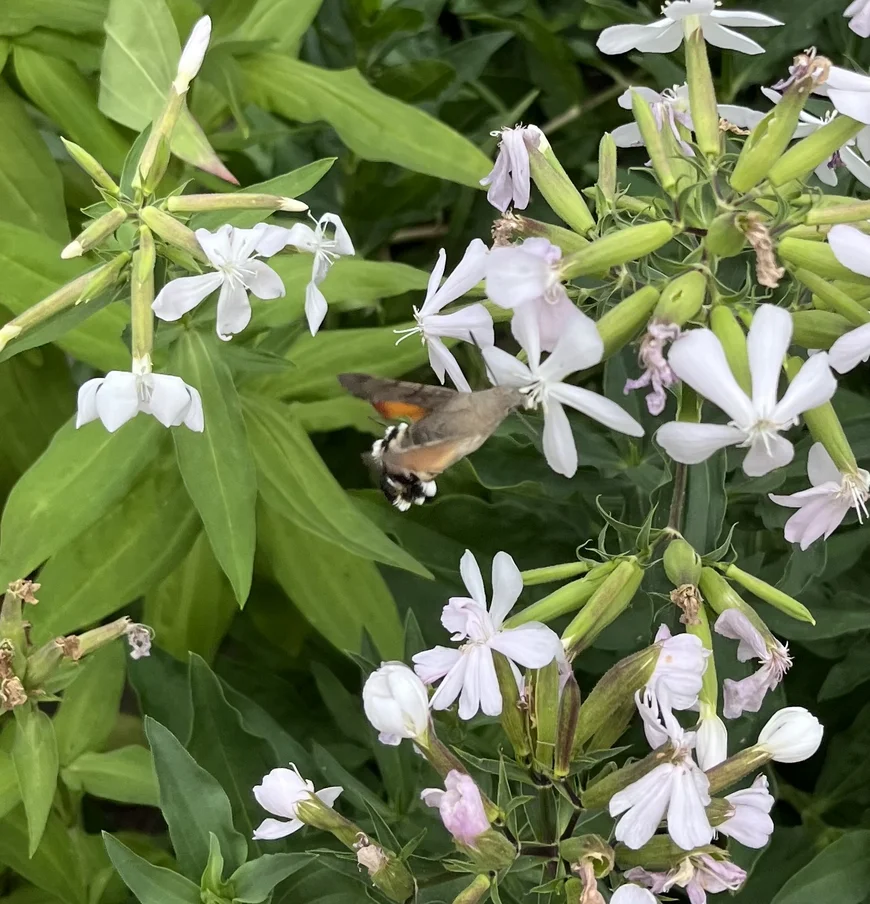 the Taubenschwänzchen Saponaria