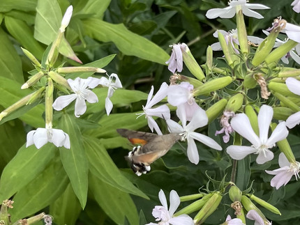 the Taubenschwänzchen Saponaria