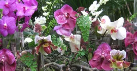 Orchideenschau