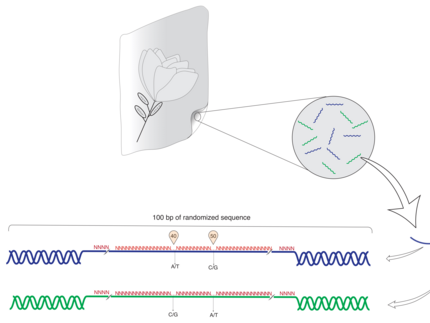 Abbildung DNA-Tagging