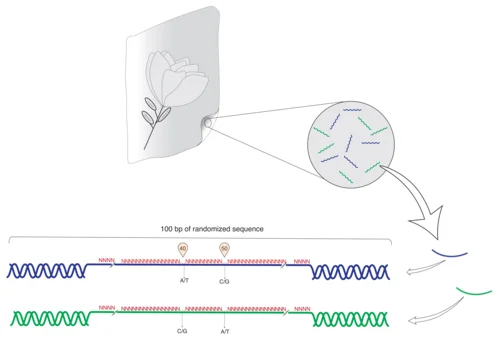 Abbildung DNA-Tagging