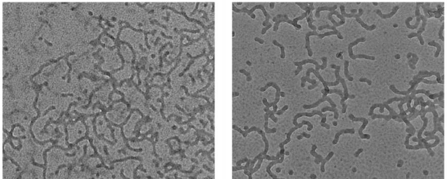 Hochgeordnete Glyco-Inside-Nano-Assemblies