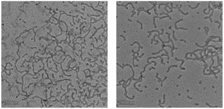 Hochgeordnete Glyco-Inside-Nano-Assemblies