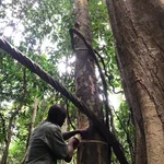 Measuring trees in Ghana