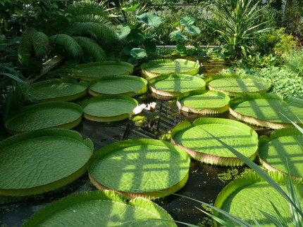Wasserbecken im Victoriahaus mit 1 Meter Durchmesser von Blättern der Victoria cruziana