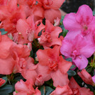 rote und lila Azaleenblüten