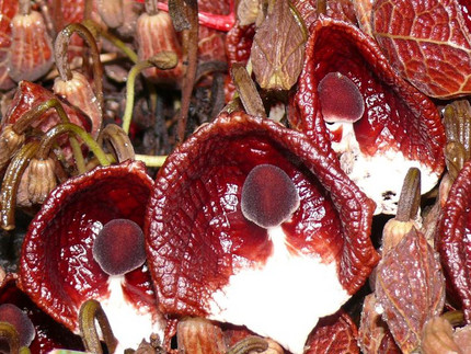 Aristolochia arborea