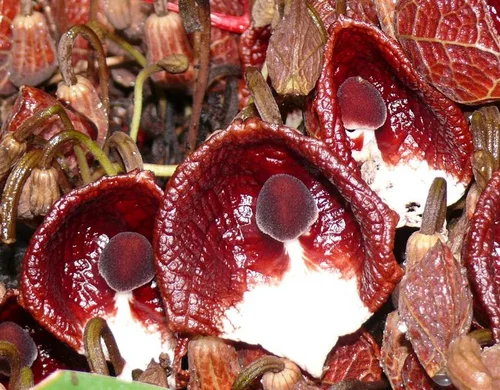 Aristolochia arborea