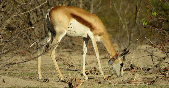 Springbock mit GPS-Halsband | Foto: Robert Hering