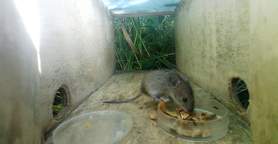 Behavioral experiment with wild rodents.