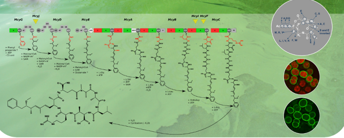 example of an NRPS pathway (microcystin) and chemical structure of microcystin