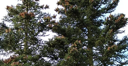 Sizilien-Tanne - Abies nebrodensis