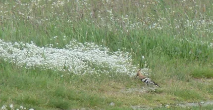 Eine artenreiche Wiese mit einem Feldweg auf dem ein Wiedehopf nach Nahrung sucht.