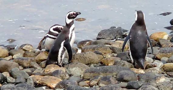 Magellan-Pinguine