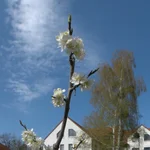 Zwetschge Zoe blüht im April 2020.