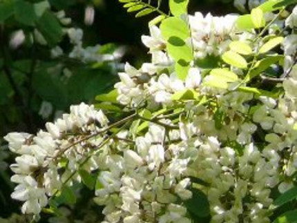 Blüte der Robinie