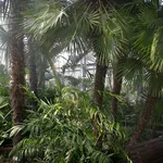 Blick in das Palmenhaus