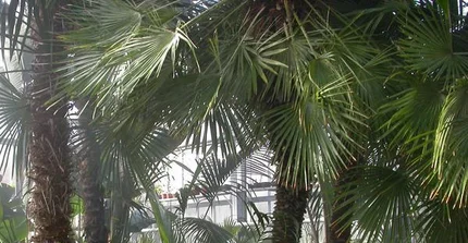 Blick in das Palmenhaus