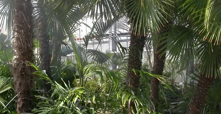 Blick in das Palmenhaus