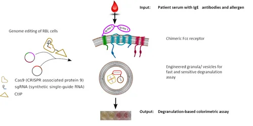 schematische Darstellung der Funktionsweise des entwickelten Assays