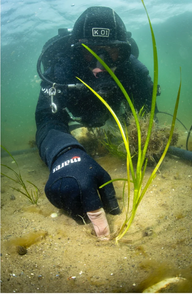 Abb. 3: Ein Taucher pflanzt auf dem Meeresboden Seegras ein.