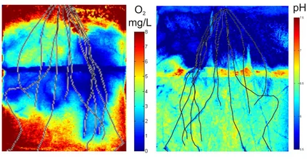 root stresses