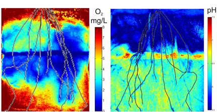 root stresses