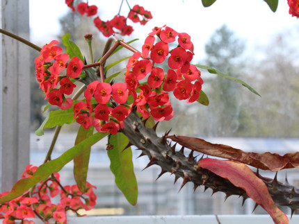 Rote Blüten des Wolfsmilchgewächs am dornigen Zweig.