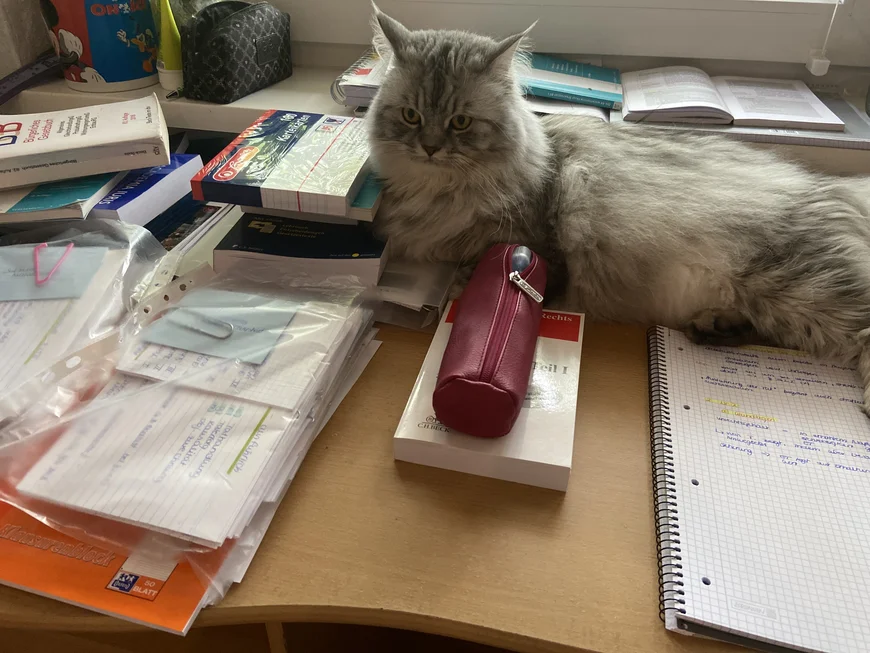 eine sehr flauschige Katze hat sich auf dem Schreibtisch zwsichen Büchern, Ordnern und Notizen breit gemacht