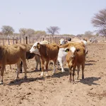 some cattles