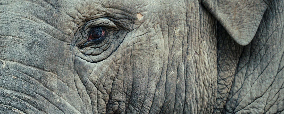Elefant - 