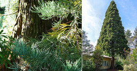 Mammutbaum im Botanischen Garten der Uni Potsdam | Foto: M. Burkart / Frank Gyßling