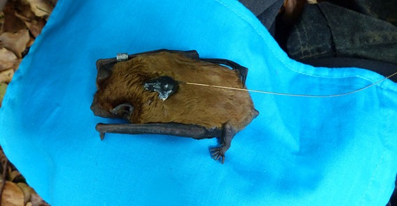 Bat with radio transmitter