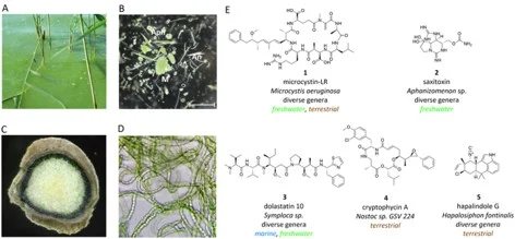 Abbildungen A bis E. Sowohl aquatische (A, B) als auch terrestrische (C, D) Cyanobakterien produzieren eine Vielzahl von bioaktiven Sekundärmetaboliten (E), darunter potente Umwelttoxine wie Microcystin und Saxitoxin und potente Wirkstoffe mit pharmazeutischem Potential wie Dolastatin, Cryptophycin und Hapalindole.