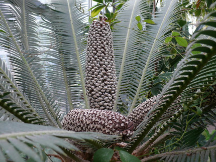 Essbare Doppelpalmfarn (Dioon edule, „Essbares Zwei-Ei“)