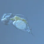 The rotifer Cephalodella spec.